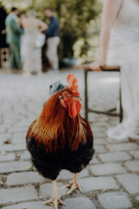 Eselsmühle Stuttgart Hochzeit Sommer Hahn